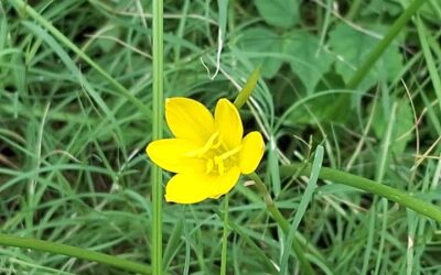 Signs Bloom Before Science Speaks: Nature with Love