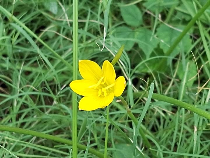 Nature with Love-wild lily blooming softly in a monsoon field, symbolizing Earth's silent signals and timeless love with nature.